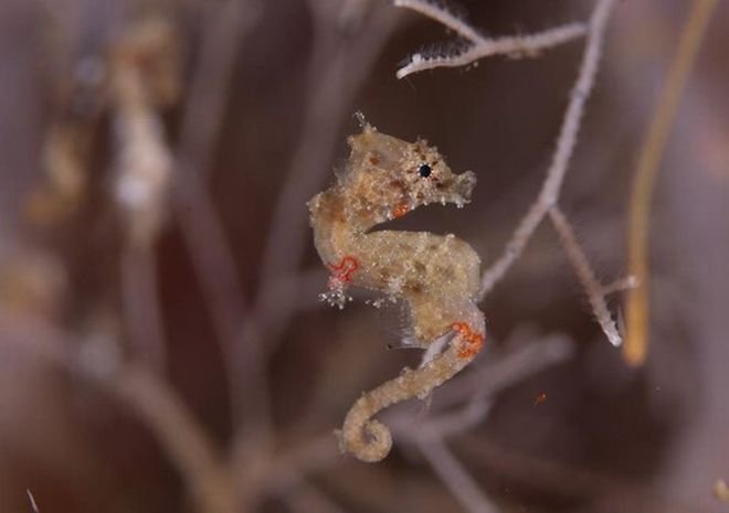 Χαμαιλέοντας, βάτραχος και χελώνα -Και όμως μπορούν να σταθούν ακόμα και στον αντίχειρα ενός ανθρώπου [εικόνες] | iefimerida.gr 3