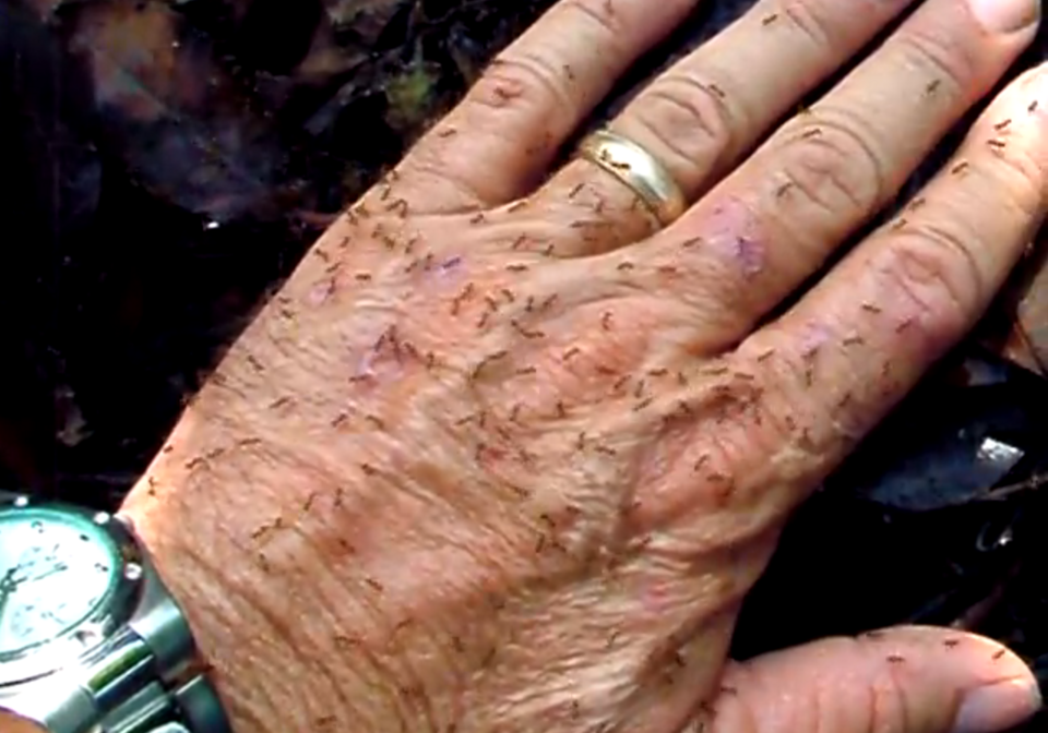 Ορδές «μανιακών» μυρμηγκιών καταλαμβάνουν τις ΗΠΑ τρώγοντας τα ηλεκτρονικά κυκλώματα υπολογιστών [εικόνες, βίντεο] | iefimerida.gr 0