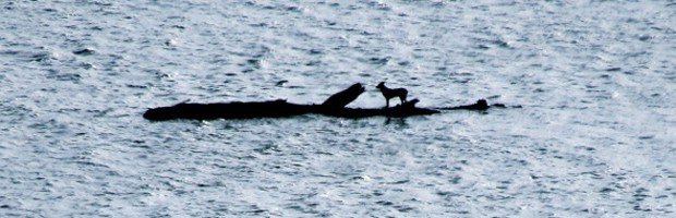 Σκύλος ναυαγός επέζησε για μέρες επιπλέοντας πάνω σε μία σανίδα [εικόνες] | iefimerida.gr 0