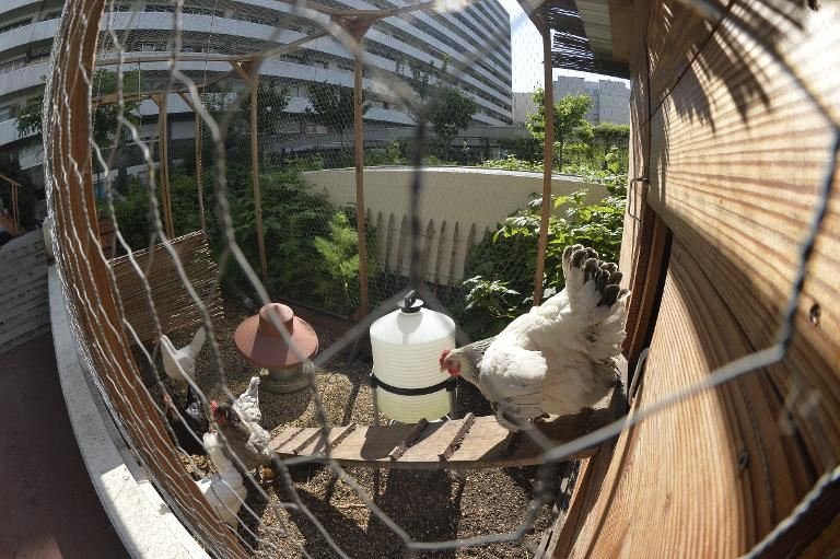 Οι Παριζιάνοι σεφ βρίσκουν τα υλικά τους στις ταράτσες -Οι κήποι στα κτίρια που έχουν γίνει τάση [εικόνες] | iefimerida.gr 1