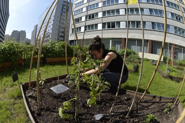 Οι Παριζιάνοι σεφ βρίσκουν τα υλικά τους στις ταράτσες -Οι κήποι στα κτίρια που έχουν γίνει τάση [εικόνες] | iefimerida.gr 3