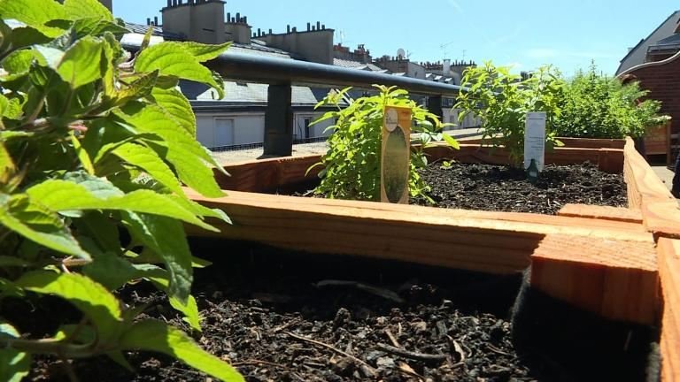 Οι Παριζιάνοι σεφ βρίσκουν τα υλικά τους στις ταράτσες -Οι κήποι στα κτίρια που έχουν γίνει τάση [εικόνες] | iefimerida.gr 4