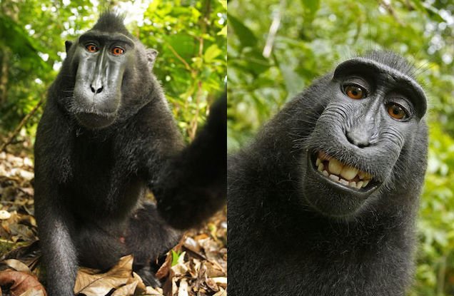 Στα δικαστήρια για τις σέλφι που τράβηξε μαϊμού -Θέλουν να αποκτήσει τα δικαιώματα των φωτογραφιών [εικόνες] | iefimerida.gr 0