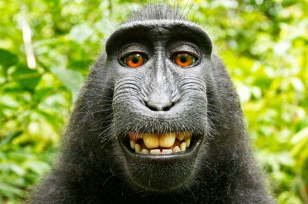 Στα δικαστήρια για τις σέλφι που τράβηξε μαϊμού -Θέλουν να αποκτήσει τα δικαιώματα των φωτογραφιών [εικόνες] | iefimerida.gr 1