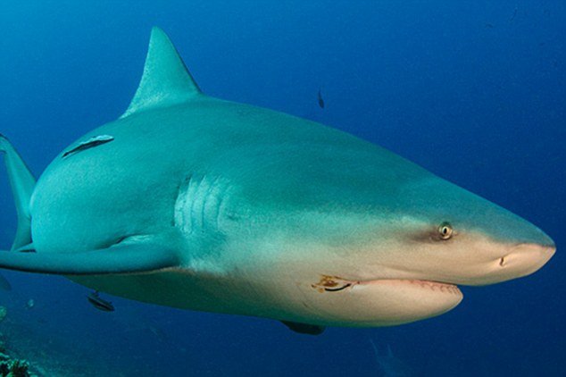 Αυστραλία: Καρχαρίας όρμηξε πάνω σε σανίδα σέρφερ [εικόνες] | iefimerida.gr 0