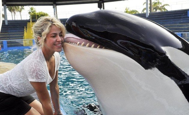 Μία όρκα... γλείφει την Σακίρα [εικόνα] | iefimerida.gr 0