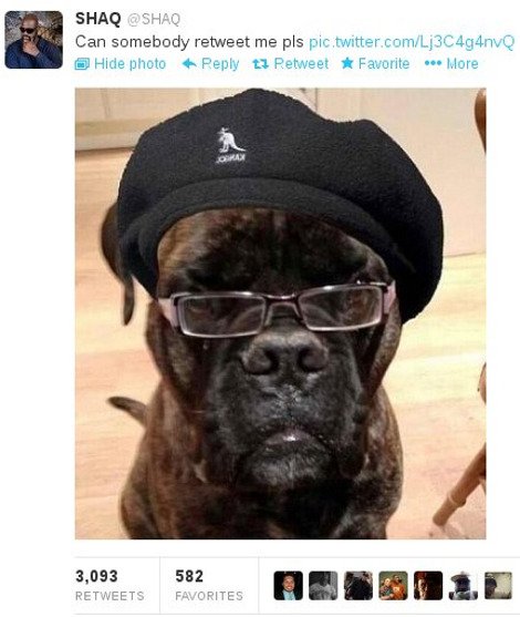 Ο σκύλος του Σακίλ Ο' Νιλ μοιάζει με πασίγνωστο ηθοποιό [εικόνα] | iefimerida.gr 0