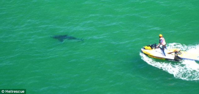 Τρόμος από επίθεση λευκού καρχαρία: «Είδα ένα πτερύγιο και μετά η θάλασσα γέμισε με αίμα» [εικόνες] | iefimerida.gr 2