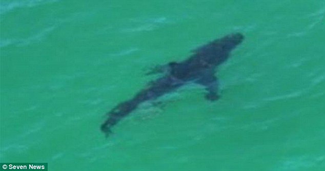 Τρόμος από επίθεση λευκού καρχαρία: «Είδα ένα πτερύγιο και μετά η θάλασσα γέμισε με αίμα» [εικόνες] | iefimerida.gr 3