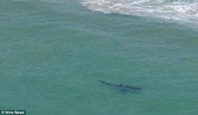 Τρόμος από επίθεση λευκού καρχαρία: «Είδα ένα πτερύγιο και μετά η θάλασσα  γέμισε με αίμα» [εικόνες] | ΚΟΣΜΟΣ | iefimerida.gr