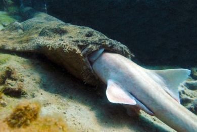 Σπάνια στιγμιότυπα με καρχαρία να τρώει... «συγγενή» του  [εικόνες] | iefimerida.gr 0