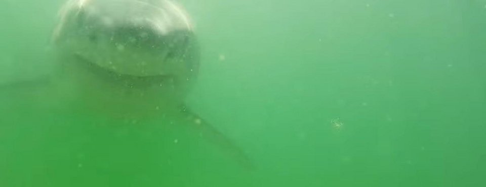 Ραντεβού με τον τρόμο: Μεγάλος λευκός καρχαρίας δαγκώνει την υποβρύχια κάμερα ερευνητή [βίντεο]  | iefimerida.gr 1