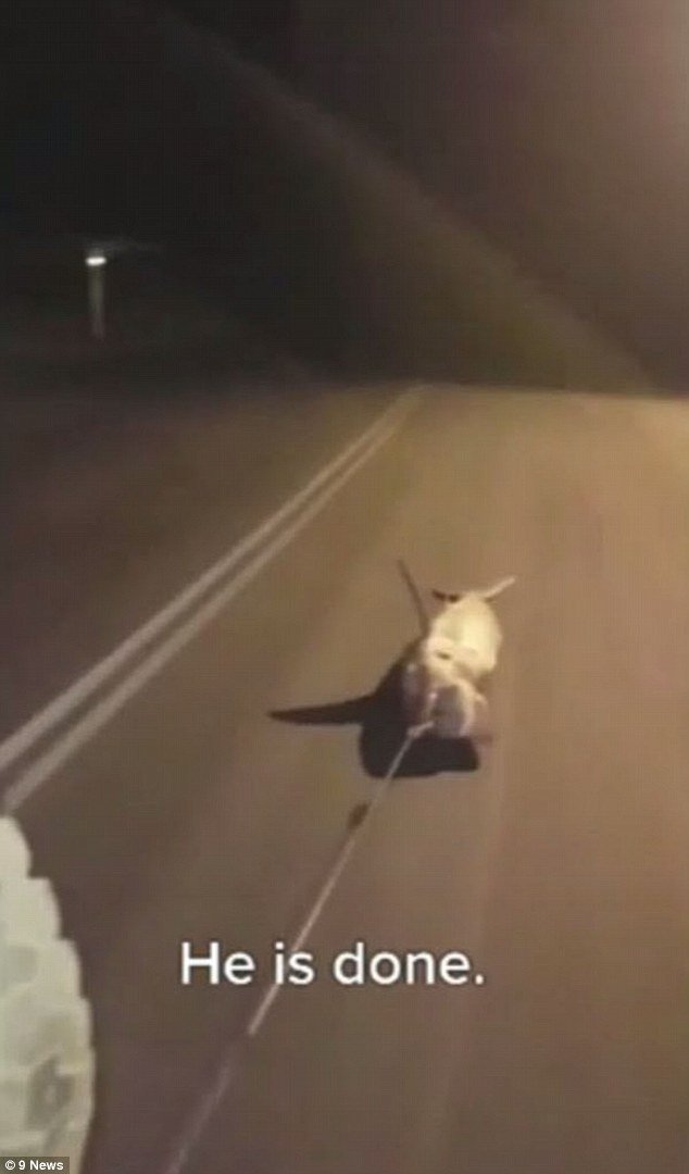 Φρικτό: Eδεσαν και έσυραν καρχαρία με το αμάξι μέχρι να πεθάνει [βίντεο] | iefimerida.gr 0