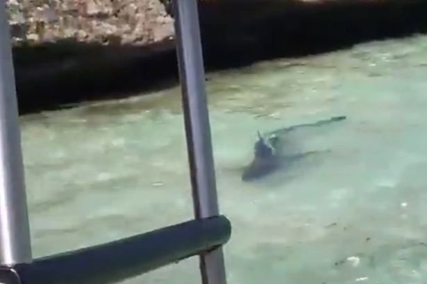 Πανικός στη Μαγιόρκα από την εμφάνιση καρχαρία κοντά στην ακτή -Εκκενώθηκε κατάμεστη παραλία [βίντεο]  | iefimerida.gr 0