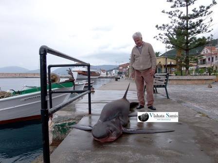 Καρχαριοειδές τεσσάρων μέτρων ψαρεύτηκε στην Κεφαλονιά -Πιάστηκε στα δίχτυα ψαράδων [εικόνες&βίντεο] | iefimerida.gr 1