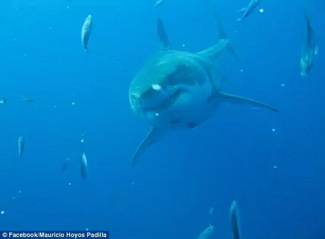 Ο μεγαλύτερος λευκός καρχαρίας της ιστορίας στο Μεξικό - Μήκους 6 μέτρων [εικόνες & βίντεο] | iefimerida.gr 2