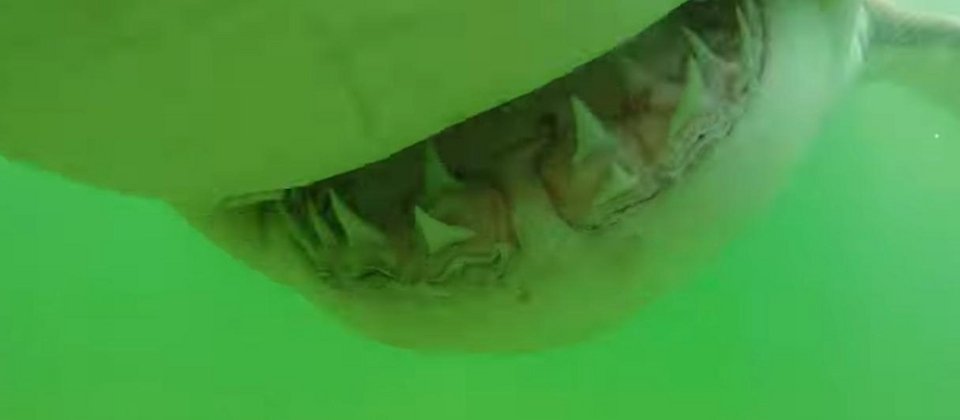 Ραντεβού με τον τρόμο: Μεγάλος λευκός καρχαρίας δαγκώνει την υποβρύχια κάμερα ερευνητή [βίντεο]  | iefimerida.gr 2