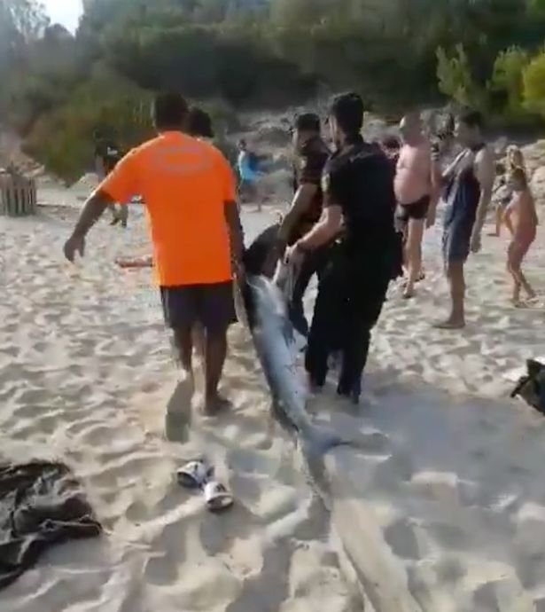 Πανικός στη Μαγιόρκα από την εμφάνιση καρχαρία κοντά στην ακτή -Εκκενώθηκε κατάμεστη παραλία [βίντεο]  | iefimerida.gr 1