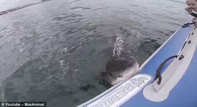 Τα σαγόνια του καρχαρία -Η τρομακτική επίθεση κήτους σε μέλη τηλεοπτικού συνεργείου [εικόνες&βίντεο] | iefimerida.gr 2