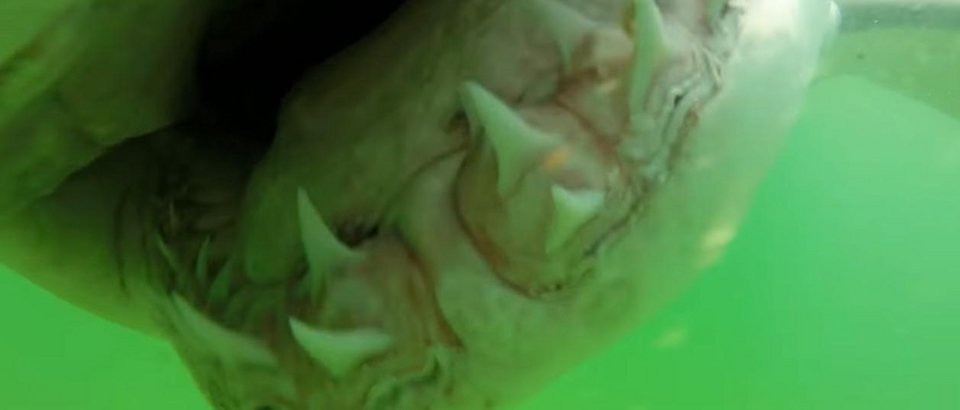 Ραντεβού με τον τρόμο: Μεγάλος λευκός καρχαρίας δαγκώνει την υποβρύχια κάμερα ερευνητή [βίντεο]  | iefimerida.gr 3