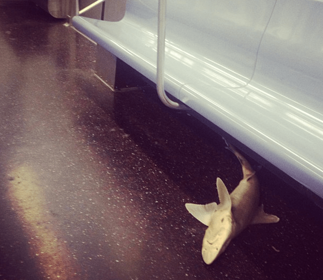 Νεκρός καρχαρίας βρέθηκε στο μετρό της Νέας Υόρκης [εικόνες] | iefimerida.gr 3