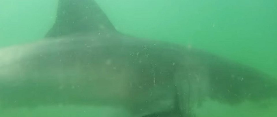Ραντεβού με τον τρόμο: Μεγάλος λευκός καρχαρίας δαγκώνει την υποβρύχια κάμερα ερευνητή [βίντεο]  | iefimerida.gr 0