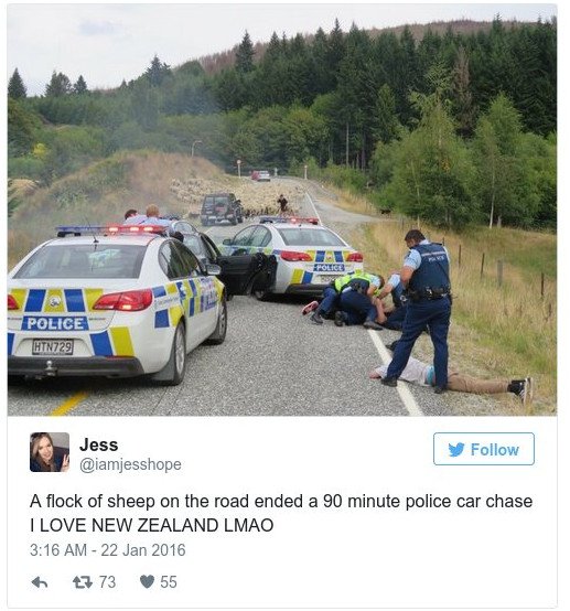 Πώς ένα κοπάδι προβάτων βοήθησε στη σύλληψη καταζητούμενων [εικόνες] | iefimerida.gr 0