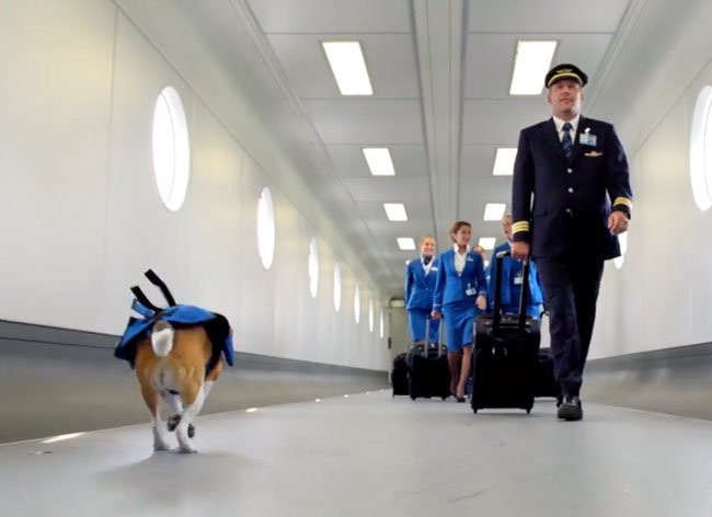 Αυτός είναι ο σκύλος που προσέλαβε η KLM -Ενας πανέμορφος... Σέρλοκ Χολμς [εικόνες&βίντεο]  | iefimerida.gr 3