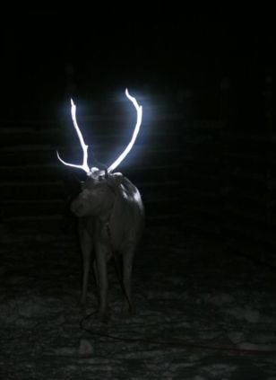 Τάρανδοι με κέρατα που φωσφορίζουν… | iefimerida.gr 0