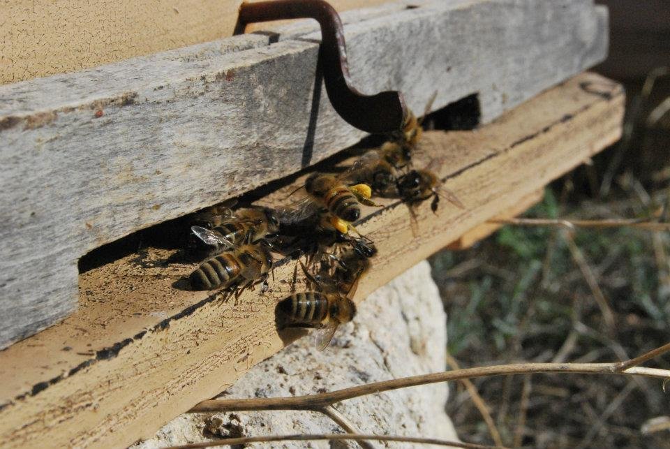 «Τοπλού»: Το πρώτο βιολογικό μέλι με υπερτροφές από την Κρήτη που ξελόγιασε τον Καναδά την Αυστραλία, τη Γερμανία [εικόνες]  | iefimerida.gr 0