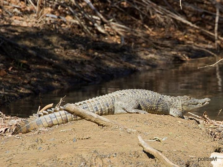 Ολοι ψάχνουν τον «Σήφη» κι αυτός λιάζεται -Νέες φωτογραφίες του διάσημου κροκόδειλου της Κρήτης [εικόνες]  | iefimerida.gr 0