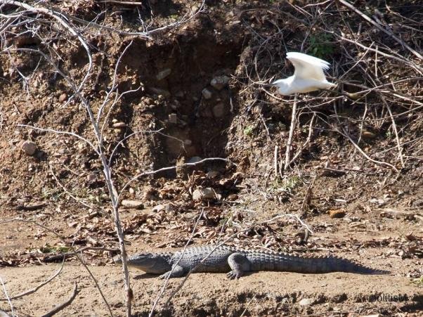 Ολοι ψάχνουν τον «Σήφη» κι αυτός λιάζεται -Νέες φωτογραφίες του διάσημου κροκόδειλου της Κρήτης [εικόνες]  | iefimerida.gr 1