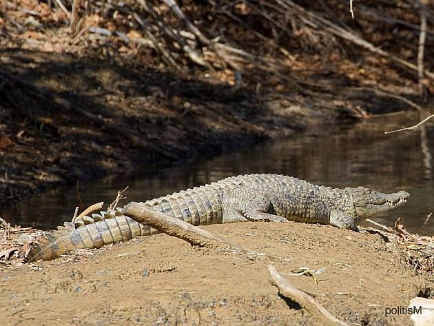 Ρέθυμνο: Ο Σήφης απέφυγε τη «σύλληψη» δείχνοντας τα κοφτερά του δόντια [εικόνες] | iefimerida.gr 0