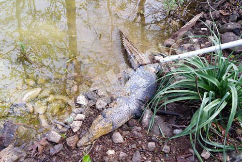 Συγκίνηση για τον χαμό του Σήφη του κροκόδειλου... [εικόνες] | iefimerida.gr 0
