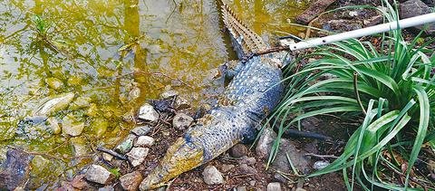 Συγκίνηση για τον χαμό του Σήφη του κροκόδειλου... [εικόνες] | iefimerida.gr 1