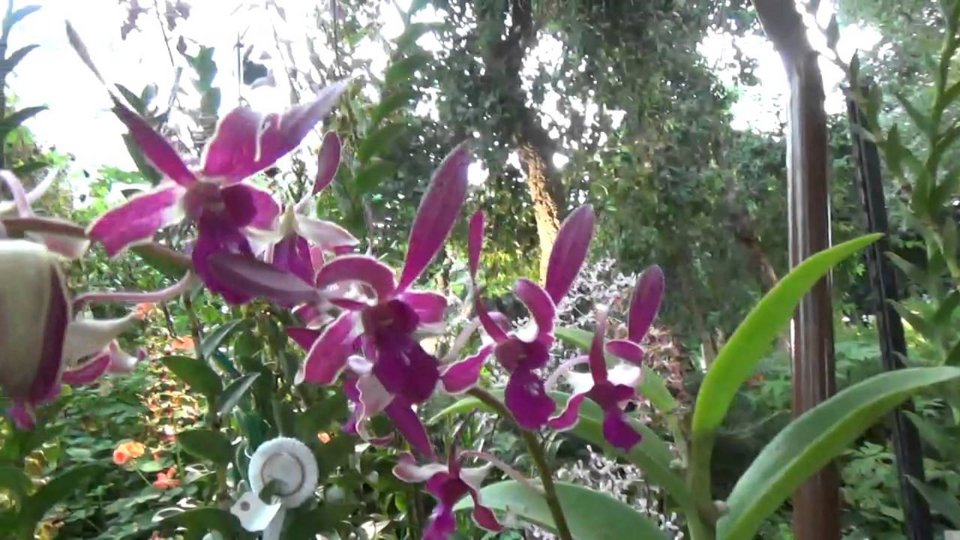 Στη Σιγκαπούρη βάφτισαν ορχιδέα... Σταϊνμάγιερ -Για τον Γερμανό ΥΠΕΞ [εικόνες] | iefimerida.gr 0