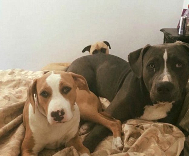 Ο σκύλος... Σέρλοκ Χόλμς -Παρακολουθεί τη γυναίκα του αφεντικού και έγινε viral [εικόνες]  | iefimerida.gr 1