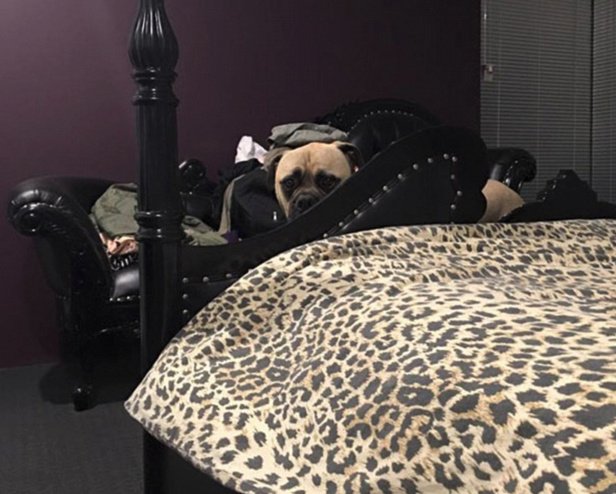 Ο σκύλος... Σέρλοκ Χόλμς -Παρακολουθεί τη γυναίκα του αφεντικού και έγινε viral [εικόνες]  | iefimerida.gr 0