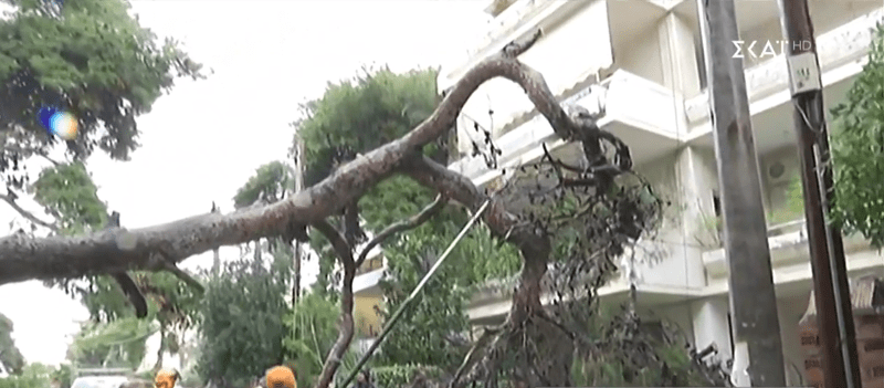 Πτώση δέντρου στην Αγία Παρασκευή -Αναστάτωση στην περιοχή [εικόνες] | iefimerida.gr 0