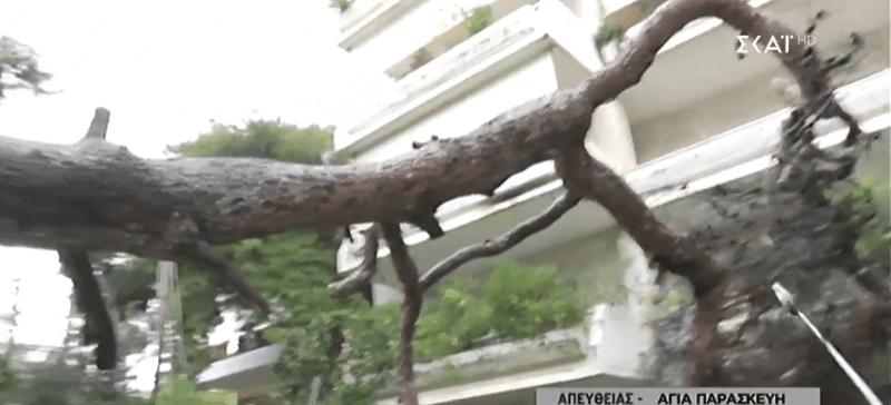 Πτώση δέντρου στην Αγία Παρασκευή -Αναστάτωση στην περιοχή [εικόνες] | iefimerida.gr 1