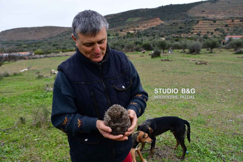 Σκαντζόχοιρος έκανε βόλτα στο Ναύπλιο παρά την παγωνιά -Τον μάζεψε αγρότης [εικόνες & βίντεο] | iefimerida.gr 0