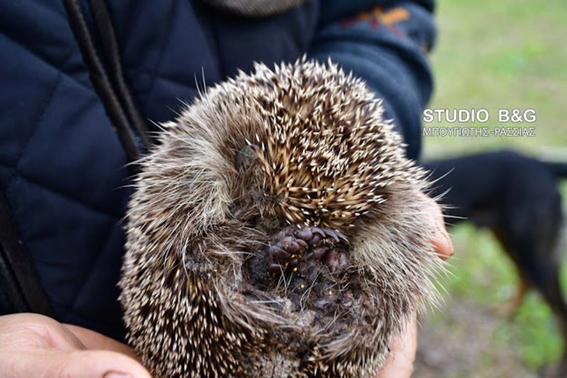 Σκαντζόχοιρος έκανε βόλτα στο Ναύπλιο παρά την παγωνιά -Τον μάζεψε αγρότης [εικόνες & βίντεο] | iefimerida.gr 2