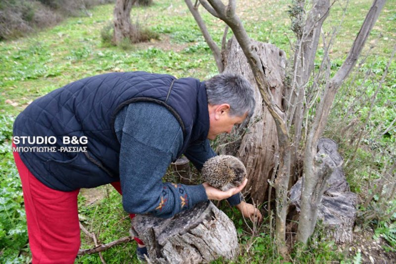Σκαντζόχοιρος έκανε βόλτα στο Ναύπλιο παρά την παγωνιά -Τον μάζεψε αγρότης [εικόνες & βίντεο] | iefimerida.gr 3