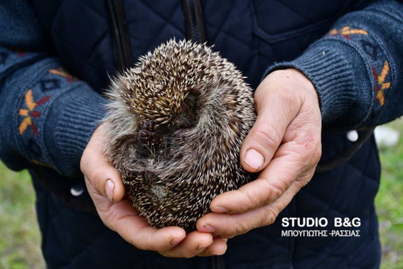 Σκαντζόχοιρος έκανε βόλτα στο Ναύπλιο παρά την παγωνιά -Τον μάζεψε αγρότης [εικόνες & βίντεο] | iefimerida.gr 1