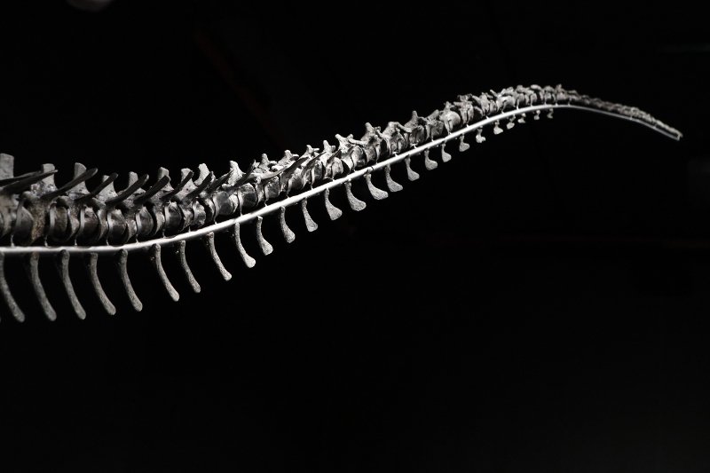 Απολίθωμα δεινοσαύρου πουλήθηκε σε ιδιώτη σε δημοπρασία στο Παρίσι- Αντί 2,3 εκατ. δολαρίων [εικόνες] | iefimerida.gr 0