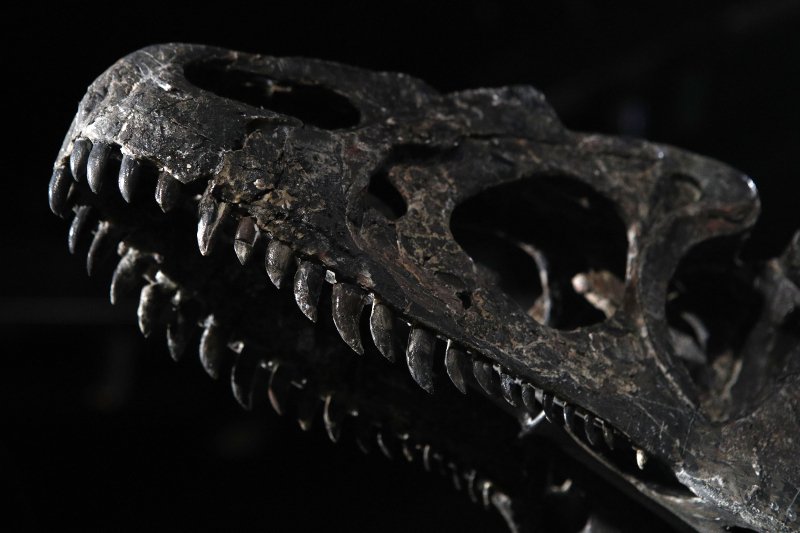 Απολίθωμα δεινοσαύρου πουλήθηκε σε ιδιώτη σε δημοπρασία στο Παρίσι- Αντί 2,3 εκατ. δολαρίων [εικόνες] | iefimerida.gr 1