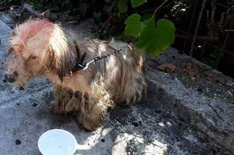Πρόστιμο 30.000 ευρώ σε 62χρονο που έριξε βενζίνη σε σκυλάκι στην Κέρκυρα.