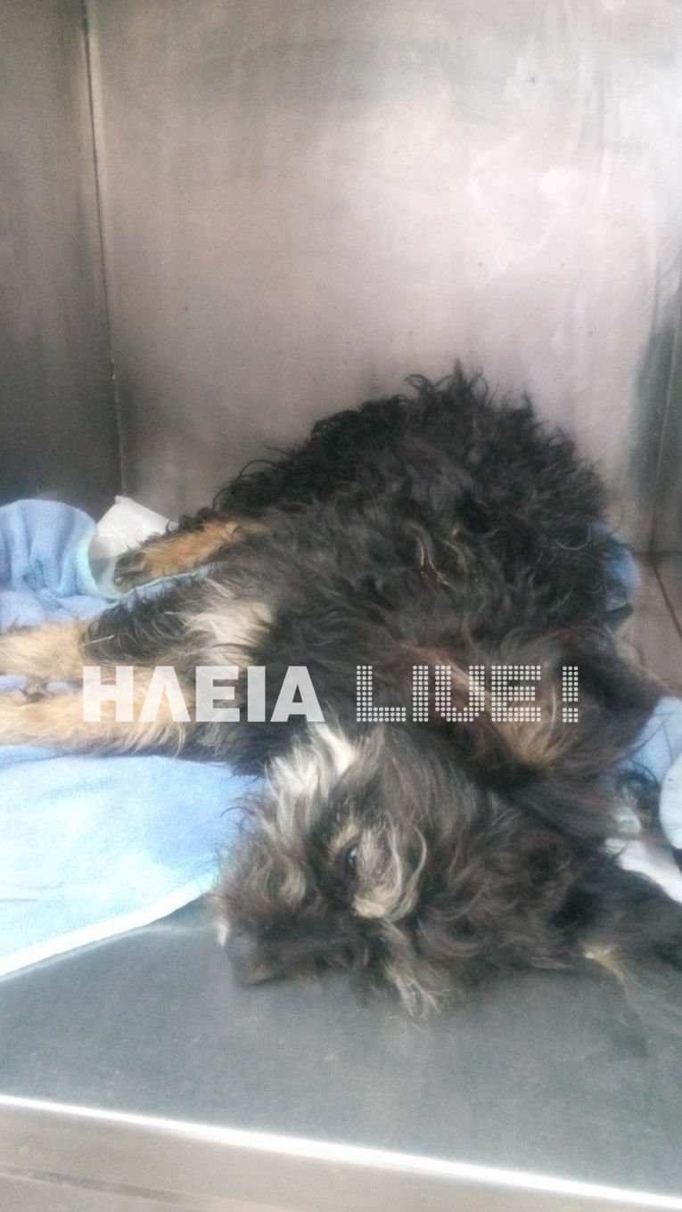 Νέα κακοποίηση σκύλου: Τον χτύπησαν και του έβγαλαν το μάτι [εικόνες] | iefimerida.gr 1