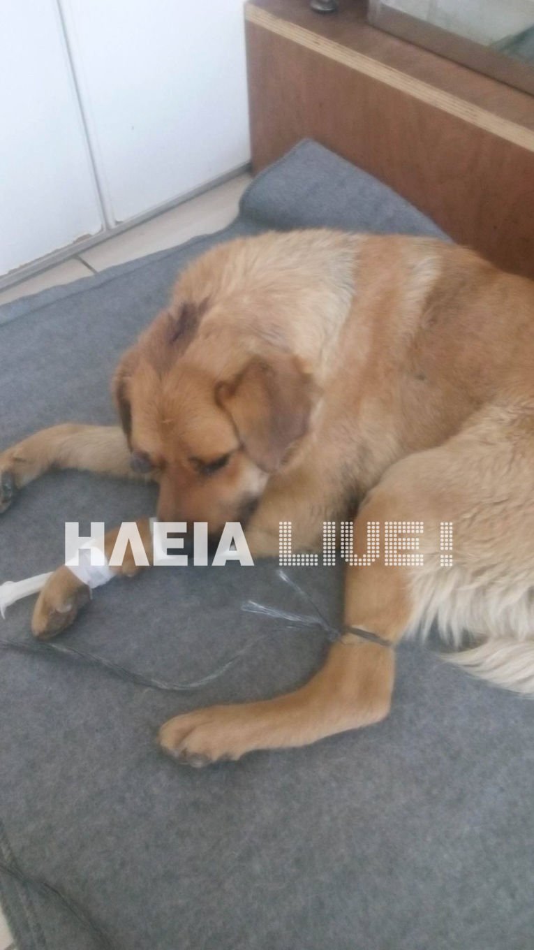 Νέα κακοποίηση σκύλου: Τον χτύπησαν και του έβγαλαν το μάτι [εικόνες] | iefimerida.gr 2