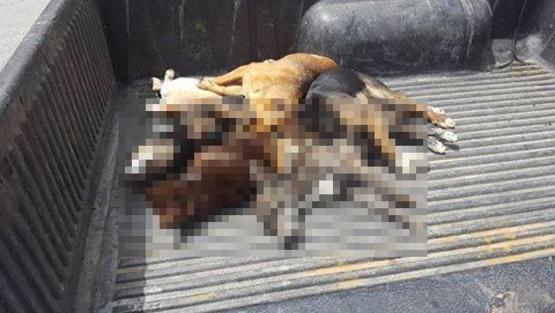 Νέο περιστατικό μαζικής δηλητηρίασης σκύλων στην Κρήτη -Νεκρά 10 σκυλιά [εικόνες] | iefimerida.gr 0